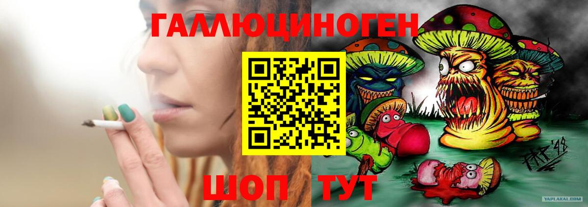 Галлюциногенные грибы Psilocybe Сочи